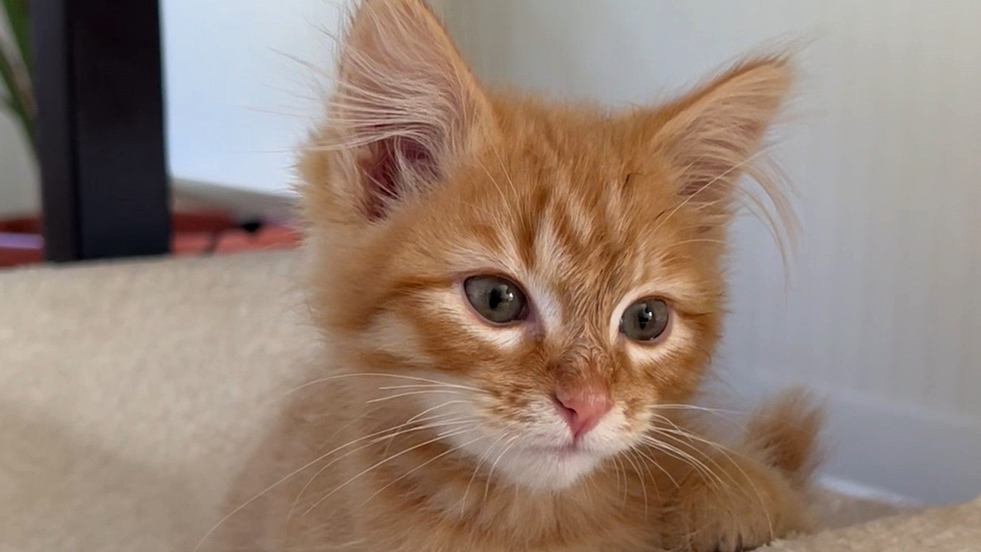 Kitten with unique walk lives life to the fullest Best Friends Animal Society Save Them All